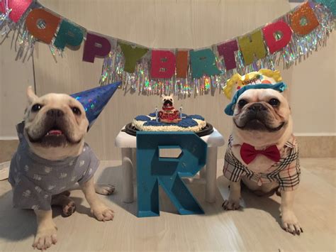 Roberto and friend at a French Bulldog Birthday Party Dog Birthday, Birthday Party, Animals And ...