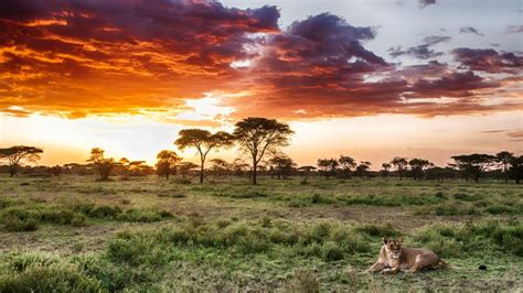 10 Beautiful Serengeti National Park Images