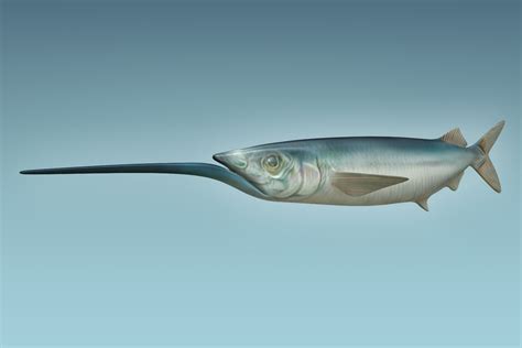 Ballyhoo Fish 3D Model $39 - .max .fbx .ma .obj - Free3D