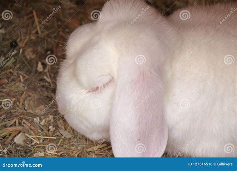 Albino Rabbit Close-Up stock photo. Image of resting - 127516516