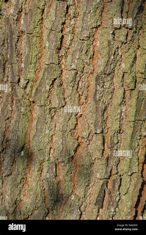 Sessile oak quercus petraea bark hi-res stock photography and images ...