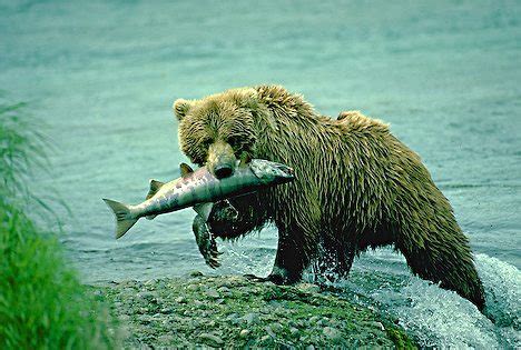 Bears eating salmon |Funny Animal