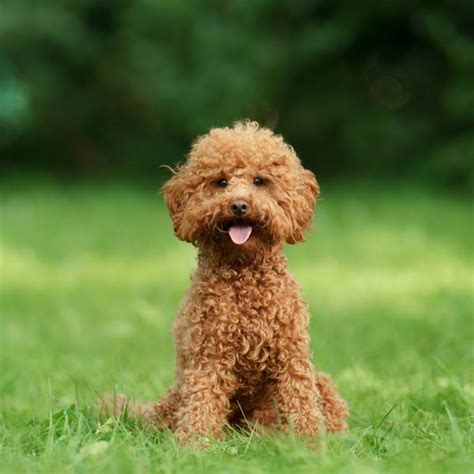 Poodle Puppies for Sale Melbourne, VIC | Designer K9 Breeders