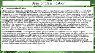 Classification of Bacteria | PPT