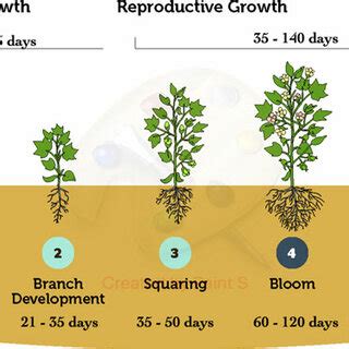 Growth stages and development of a cotton plant. | Download Scientific ...