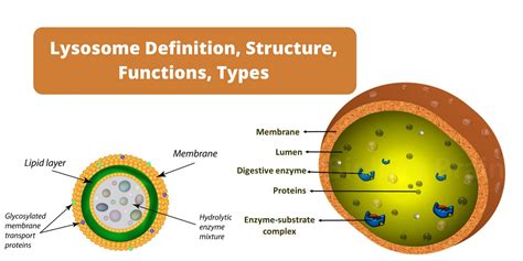 Plant Cell Diagram Lysosome Labeled Functions And Diagram | Porn Sex Picture