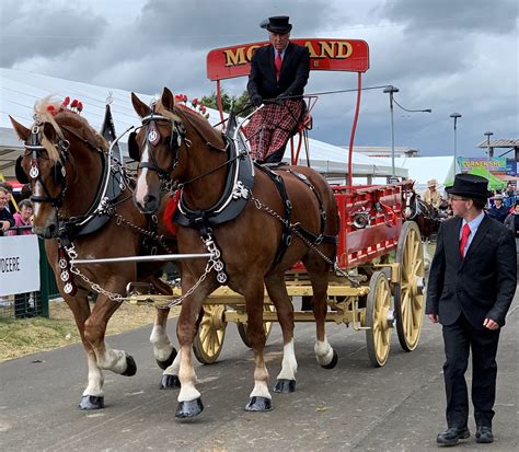 RARE BREED HEAVY HORSES HONOURED AT DEVON COUNTY SHOW WITH NEW HEAVY ...