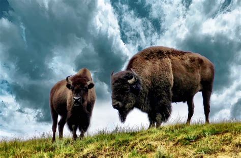 5 Best Things To Do in Theodore Roosevelt National Park