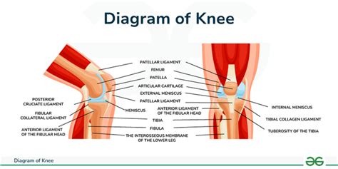 Diagram of Knee - GeeksforGeeks