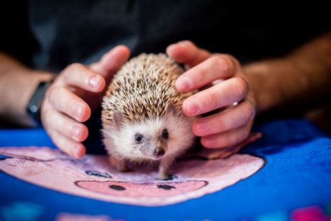 Welcome, hedgehogs. The increasingly popular pet is now legal in Fairfax County homes. - The ...