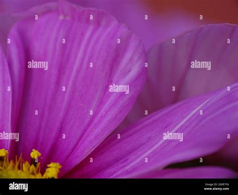Pink and yellow stripes hi-res stock photography and images - Alamy