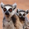 Madagascar Birding Tours
