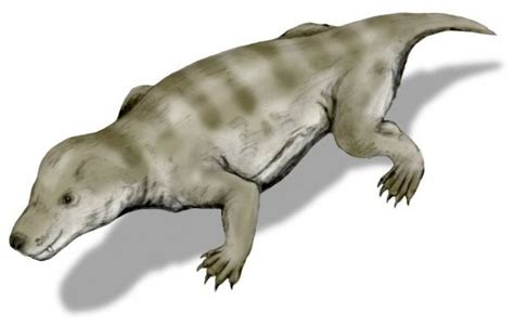 Triassic Animals – Discover The Animals That Lived In The Triassic Period