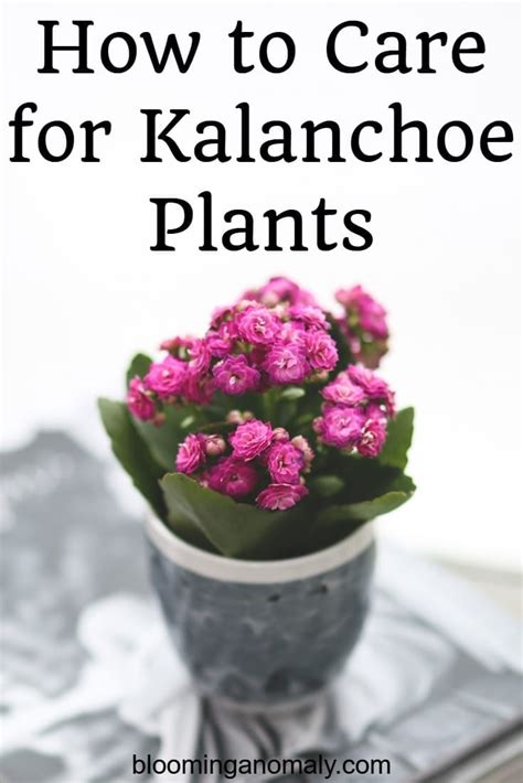 How to Care for Kalanchoe Plants - Blooming Anomaly