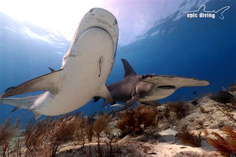 Tiger Shark Diving @ Tiger Beach, Bahamas - Epic Diving