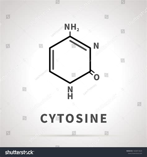 Chemical Structure Cytosine One Four Main Stock Illustration 1603814629 ...