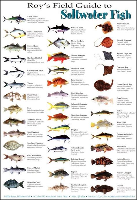 Saltwater fish Bass Fishing Tips, Surf Fishing, Fishing Knots, Fishing ...