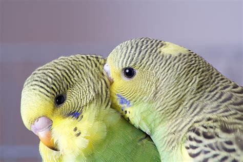 Looking to adopt a friendly, gentle pet bird? Check out this list of the friendliest and most ...