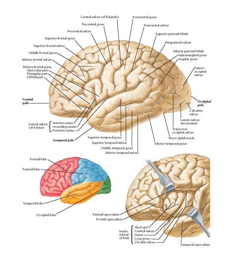 Brain: Lateral Views Anatomy - pediagenosis