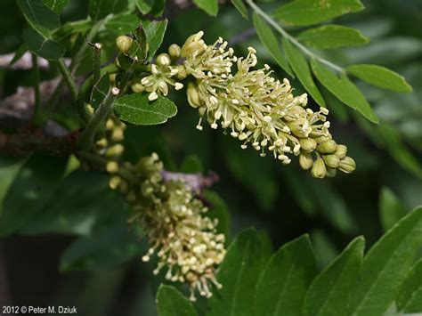 Gleditsia triacanthos (Honey Locust): Minnesota Wildflowers