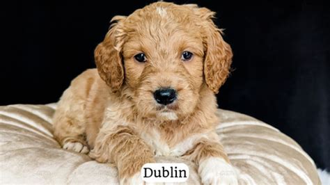 Dublin | Puppies Amour LLC