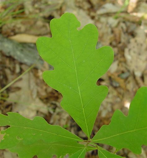 Quercus alba (eastern white oak): Go Botany