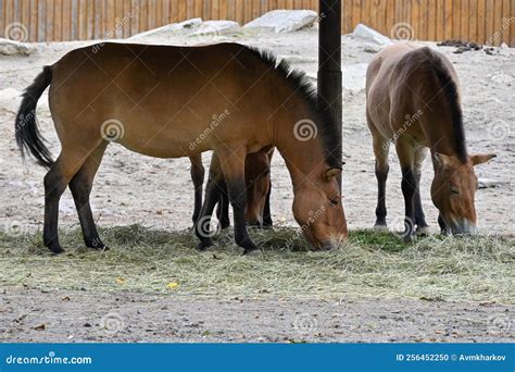 Przewalski s horses stock photo. Image of horses, equine - 256452250