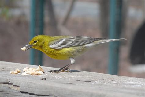 9 Birds That Look Like Goldfinches: Find Out More!