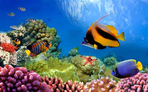 Coral Reef Fish Wallpaper