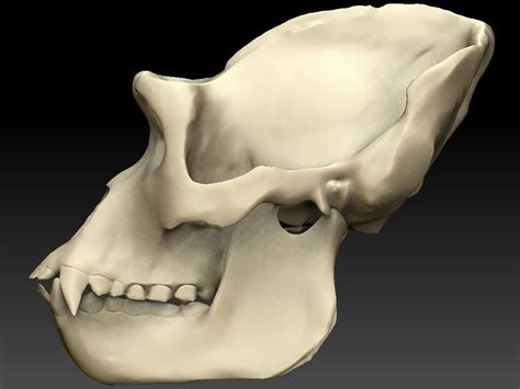 Ape Skull Scan 3D model | CGTrader