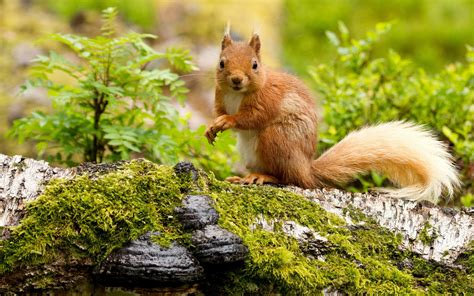 Download Animal Squirrel HD Wallpaper