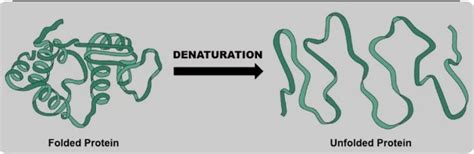 Difference Between Denaturation And Renaturation Of Protein - Relationship Between