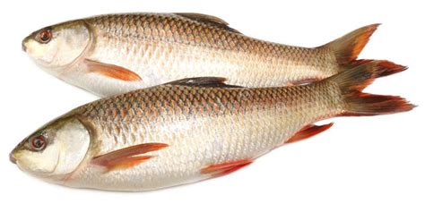 Popular Rohu or Rohit Fish of Indian Subcontinent Stock Photo - Image ...