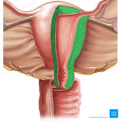 Myometrium: Histology and anatomy | Kenhub