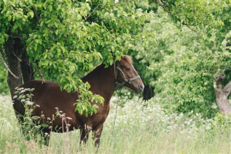 15 Types of Horse Hay - Helpful Horse Hints