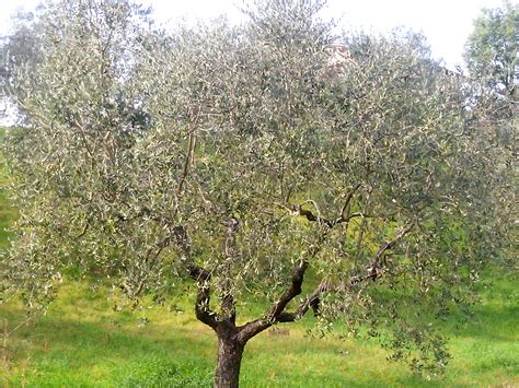 calcio Come Razionalizzazione l albero dell ulivo Trattamento ...