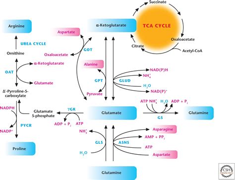 Amino Acid Metabolism