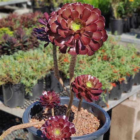 5g Aeonium Schwartzkopf (Black Rose) - Cactus Jungle