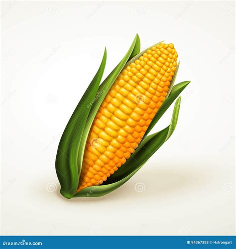 Corn Realistic Illustration Stock Vector - Illustration of food, natural: 94367388