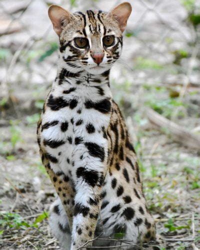 Leopard cat heavily persecuted in China – PoC