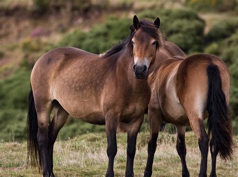 Exmoor Ponies in Exmoor National Park | The Best of Exmoor Blog