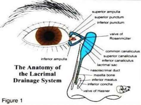 Anatomy and Physiology of Lacrimal system