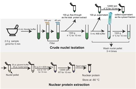 Fractionation and Extraction of Crude Nuclear Proteins From Arabidopsis Seedlings —BIO-PROTOCOL