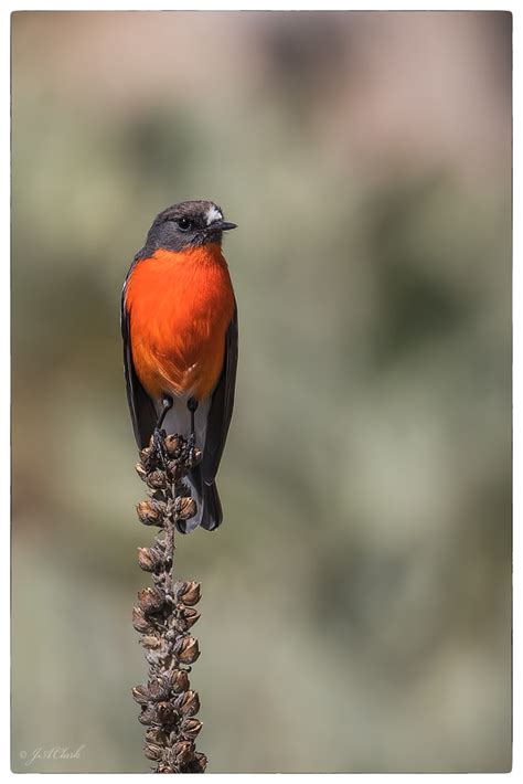 Flame Robin - male_C8A1285w | Tidbinbilla Nature Reserve, AC… | Flickr