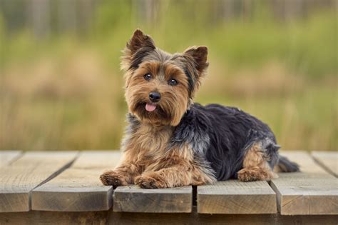 Is A Yorkie A Smart Dog