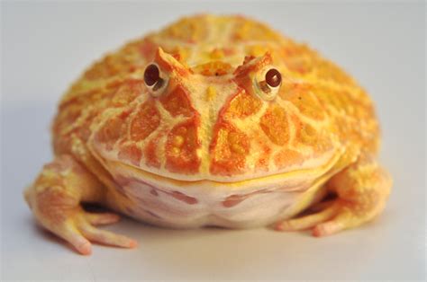 albino pacman frog | Flickr - Photo Sharing!