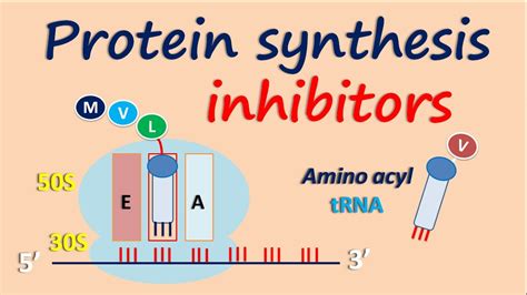 Protein synthesis inhibitors - YouTube