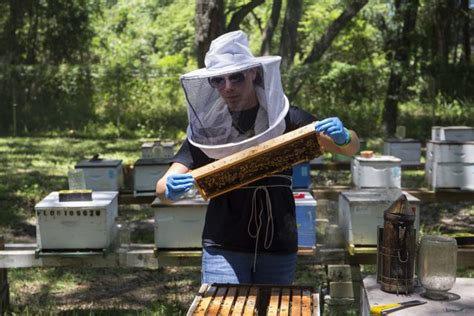 UF Apprentice Beekeeper Training Now Available Online | Panhandle Agriculture