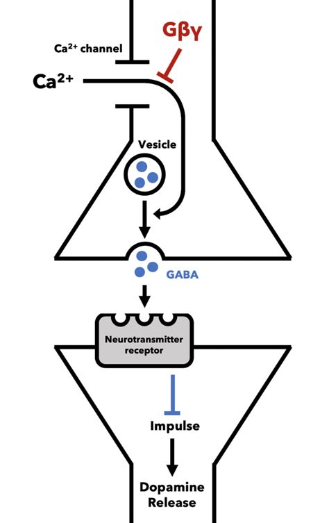 Mu Receptors – Opioid Peptides