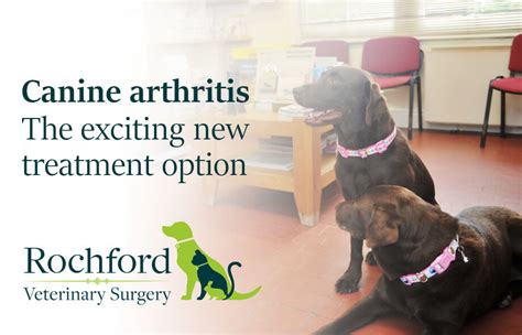 Canine Arthritis - The exciting new treatment option - Rochford Vets